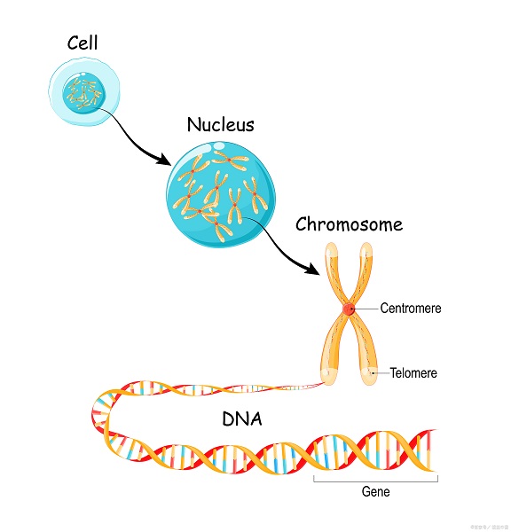蛋白表达 蛋白表达