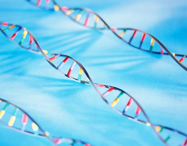 基因表达载体 基因表达载体