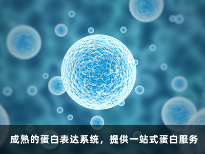 抗体制备 抗体制备