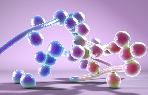 蛋白表达 蛋白表达