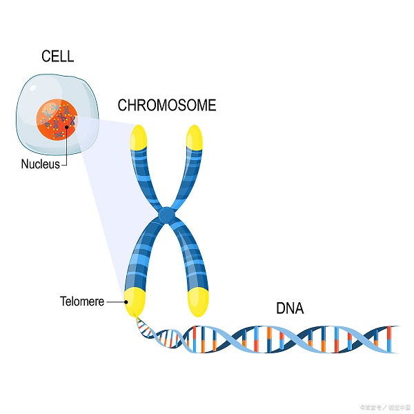 蛋白表达 蛋白表达