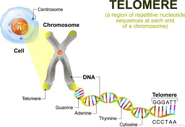 偶联蛋白 偶联蛋白