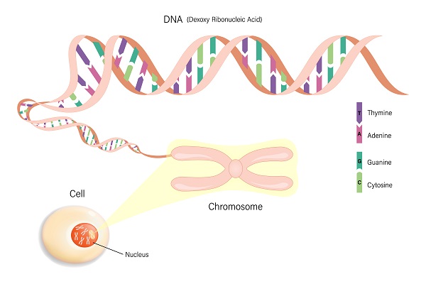 蛋白偶联 蛋白偶联